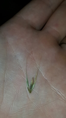 Elymus virginicus halophilus