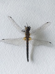Sympetrum danae