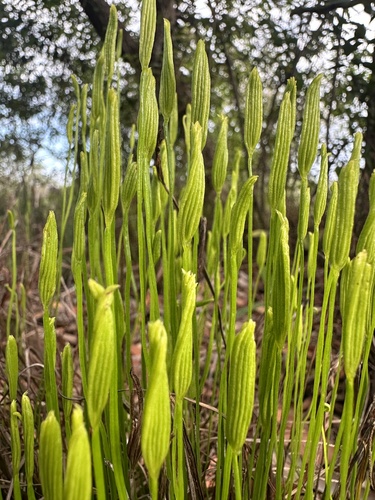Ray Spiked Fern (Actinostachys pennula)