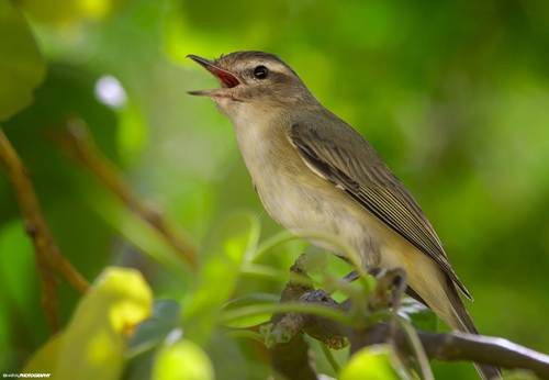 Vireo gilvus victoriae