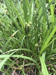 Carex frankii