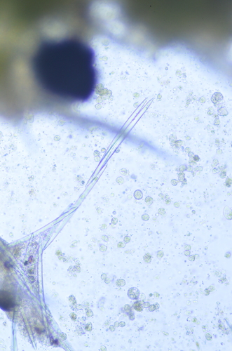 Spongillidae