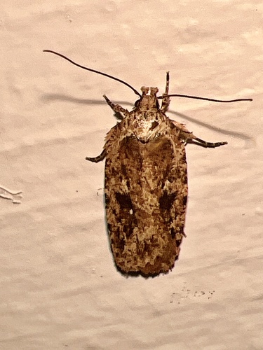 Goldenrod Leaffolder Moth photo 4