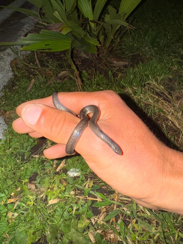 Bignose Ground Snake