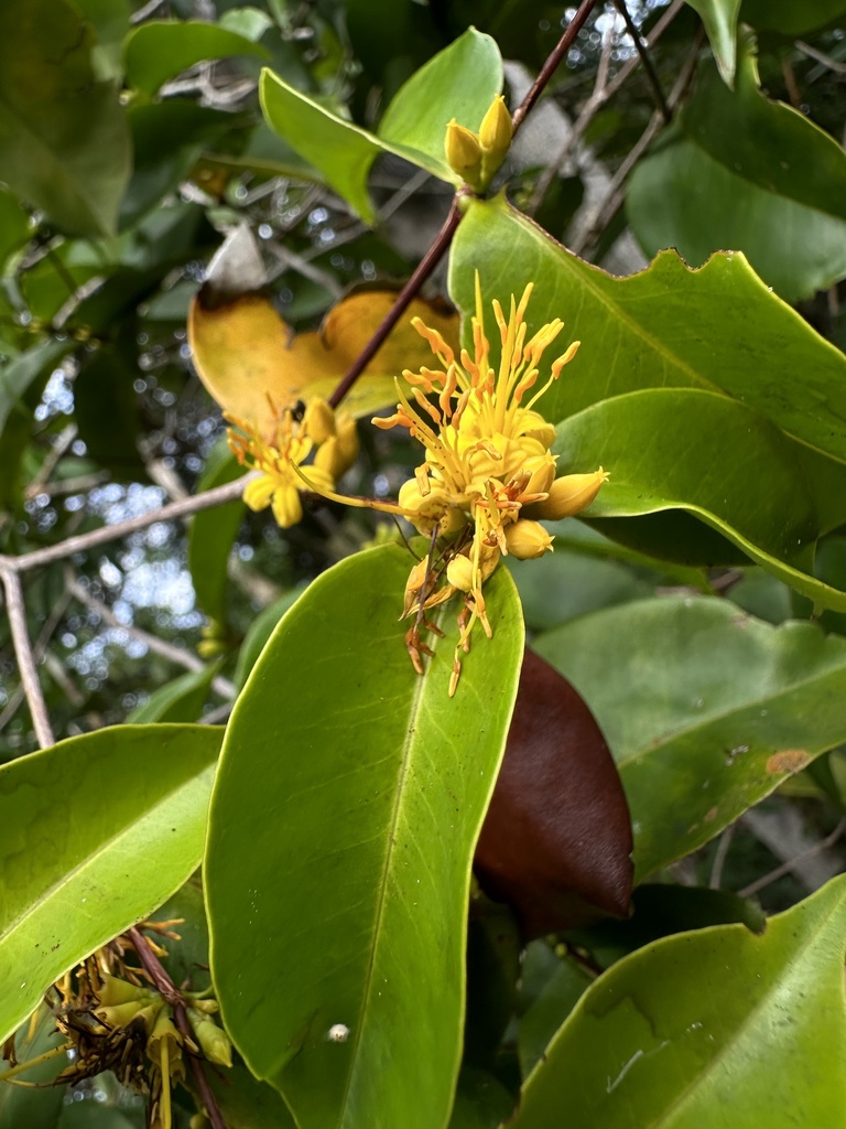 Mouriri brevipes