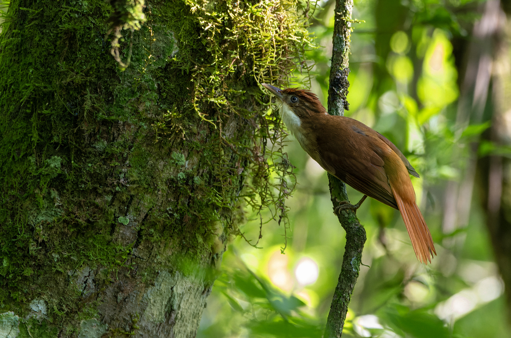 White-eyed Foliage-gleaner