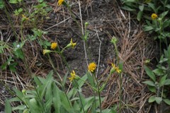 Arnica sororia