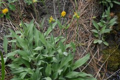 Arnica sororia