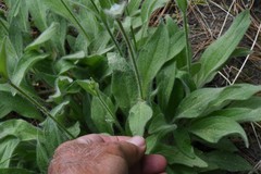 Arnica sororia