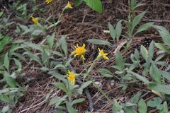 Arnica sororia