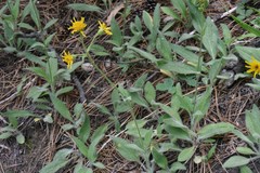 Arnica sororia