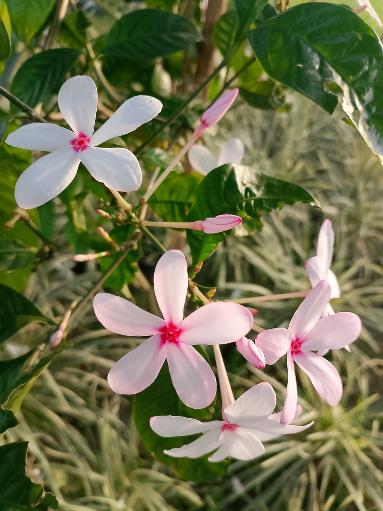 Kopsia fruticosa, Merul Badda, Dhaka 1212, Bangladesh