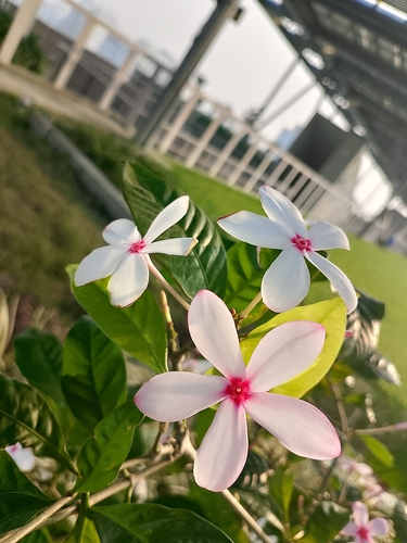 Kopsia fruticosa