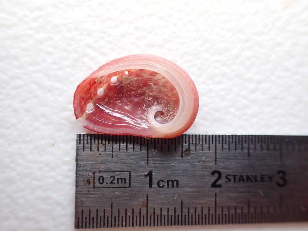 Lovely Abalone