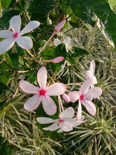 Kopsia fruticosa