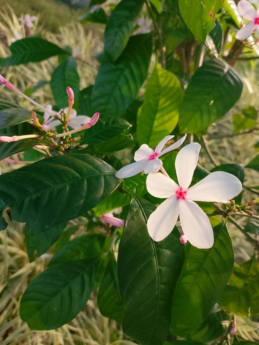 Kopsia fruticosa
