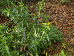 Veronicastrum