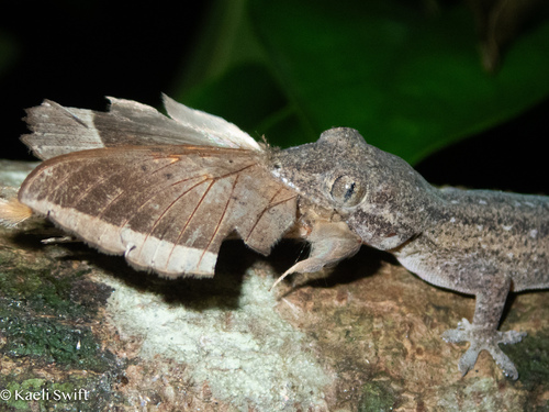 Hemidactylus frenatus observed 2024-10-28