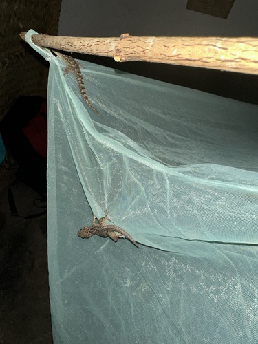 Antilles Leaf-toed Gecko, Hemidactylus palaichthus