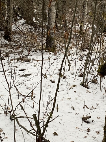 Pine Grosbeak