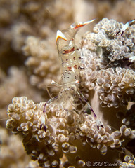 Ancylomenes holthuisi