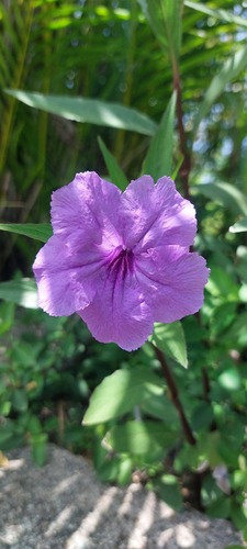 Ruellia simplex