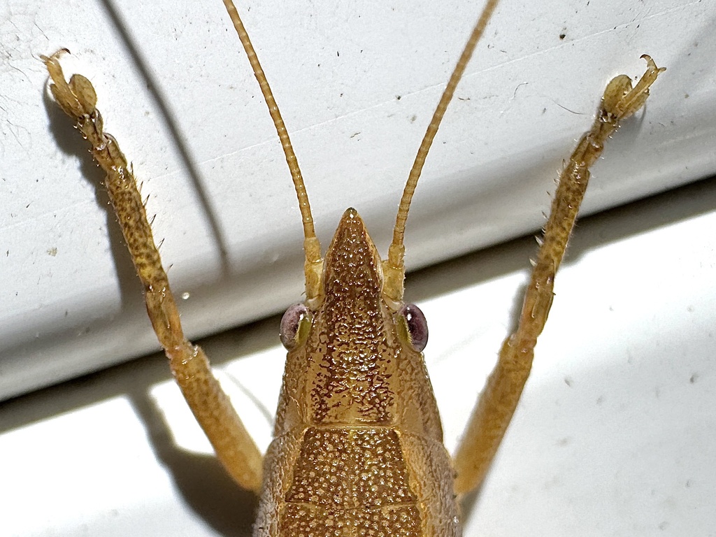 Hook-faced Conehead