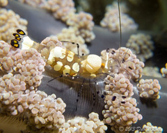 Ancylocaris brevicarpalis