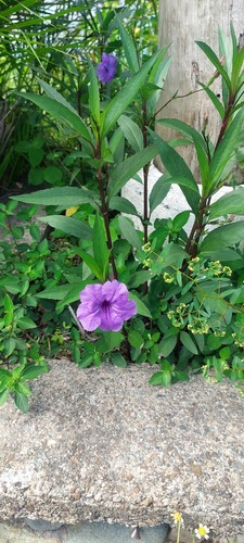 Ruellia simplex