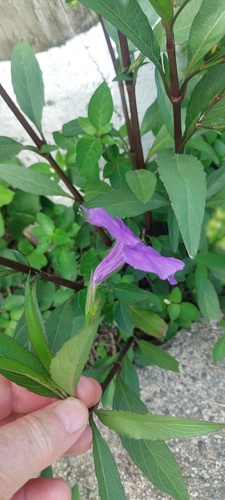 Ruellia simplex