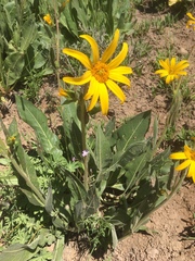 Wyethia amplexicaulis