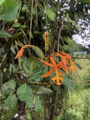 Epidendrum splendens