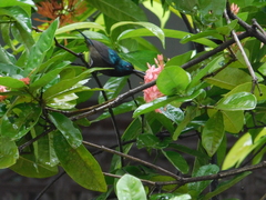 Cinnyris asiaticus