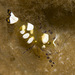 Peacock-tail Anemone Shrimp - Photo (c) erikschlogl, some rights reserved (CC BY-NC-SA)