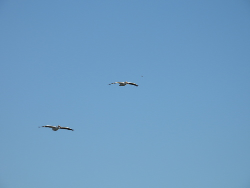 iNaturalist observation photo of American White Pelican