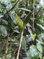 Epidendrum splendens