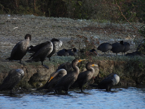 iNaturalist observation photo of Double-crested Cormorant