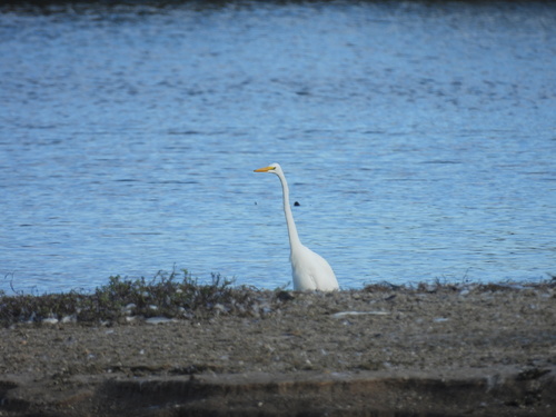 iNaturalist observation photo of Great Egret