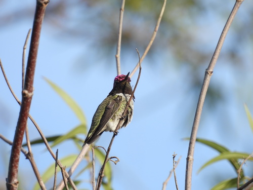 iNaturalist observation photo of Anna's Hummingbird