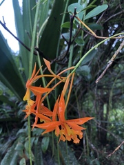 Epidendrum splendens