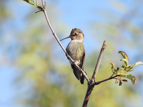 iNaturalist observation photo of Anna's Hummingbird
