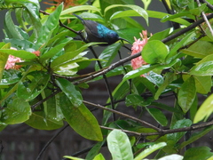 Cinnyris asiaticus