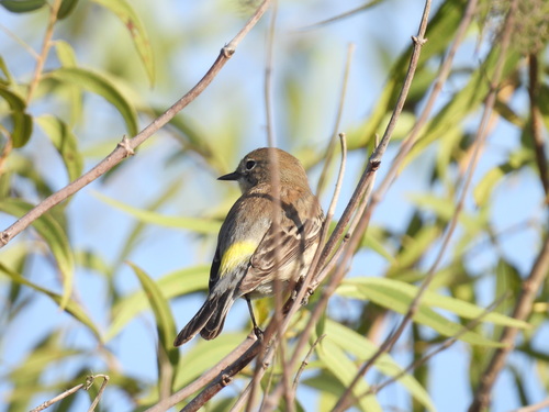 iNaturalist observation photo of Yellow-rumped Warbler