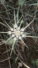 Exoacantha heterophylla