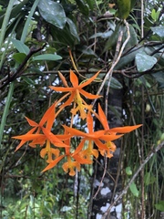 Epidendrum splendens