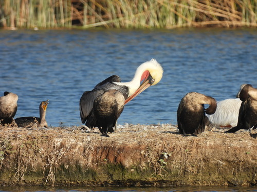 iNaturalist observation photo of Brown Pelican