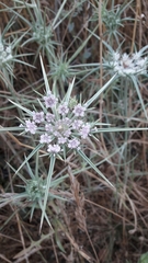 Exoacantha heterophylla