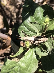 Aeoloplides fuscipes