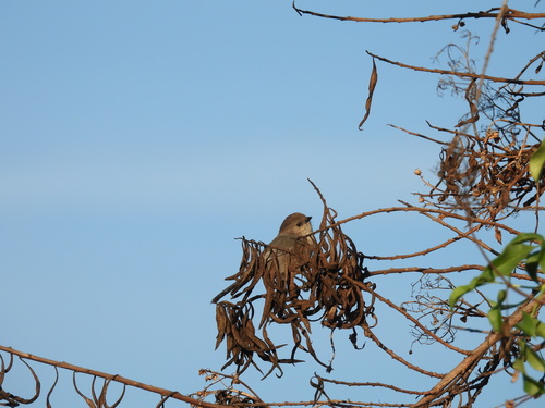 iNaturalist observation photo of Bushtit