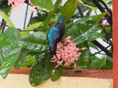 Cinnyris asiaticus